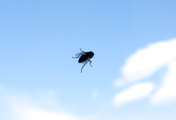 Fly. © Mark Markau