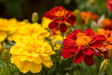 Fully Bloomed Colorful Marigold at Garden in October