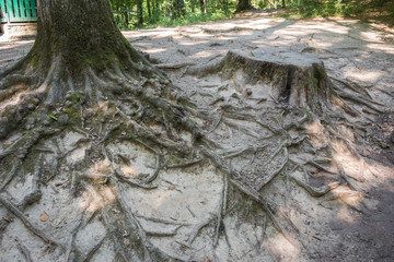 the roots of old trees