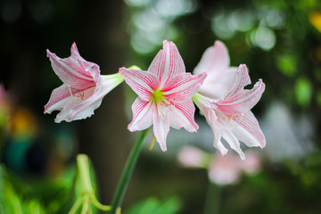 Pink and white hippeastrum flower in garden