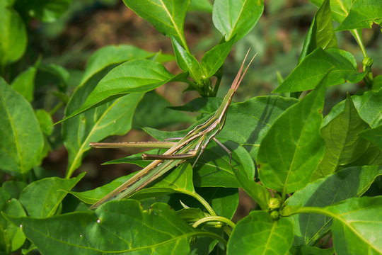 acrida mediterranea - ritratto