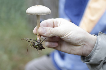 Close up of a man showing a costata lepista in a forest in autumn
