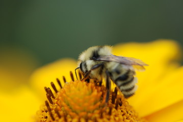 Close up of a bee on a flower