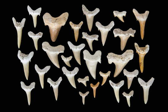 Denti fossili di squalo