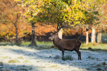 Large majestic red deer stag standing tall in the golden winter morning sunlight