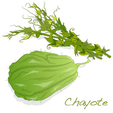 Chayote on white background