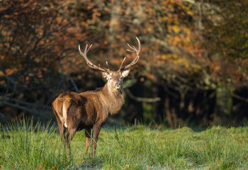 Naklejka na ściany i meble Large majestic red deer stag in the winter morning sunlight