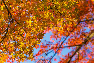yellow orange and red maple tree in Autumn season, Mouth Koya, Wakayama, Japan