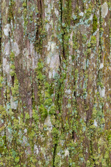 Fototapeta premium texture of green moss growing on tree trunk shell showing humidity weather environment.