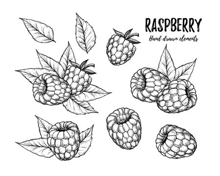 Hand drawn vector illustration. Collection of raspberry. Isolate