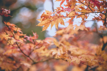 yellow orange and red maple tree in Autumn season, Mouth Koya, Wakayama, Japan