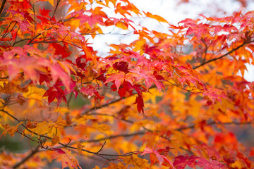yellow orange and red maple tree in Autumn season, Mouth Koya, Wakayama, Japan