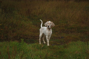 Pure breed setter puppy walking in the autumn field like a real adult hunter