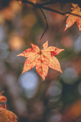 yellow orange and red maple tree in Autumn season, Mouth Koya, Wakayama, Japan