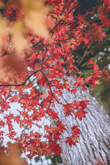 yellow orange and red maple tree in Autumn season, Mouth Koya, Wakayama, Japan