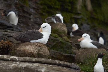 Rockhopper Penguin (Eudyptes chrysocome) mixes with nesting Black-browed Albatross (Thalassarche melanophrys) on the cliffs of Saunders Island in the Falkland Islands.