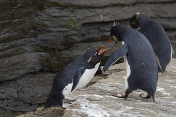 Rockhopper Penguins (Eudyptes chrysocome) squabbling on the cliffs of Saunders Island on the Falkland Islands. - obrazy, fototapety, plakaty