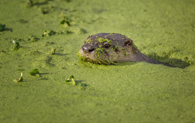 River Otter Swimming in Green Mossy Water