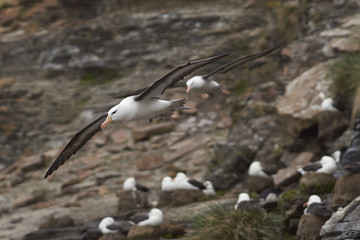 Black-browed Albatross (Thalassarche melanophrys) in flight along the cliffs of Saunders Island in the Falkland Islands.