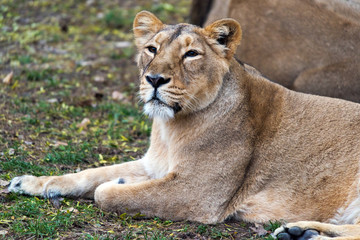 Lioness (female lion)