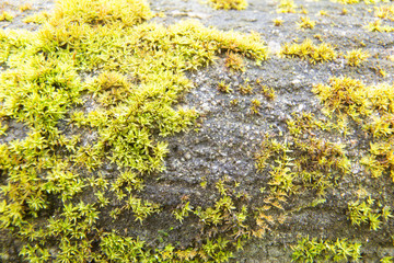 Moss texture or background.