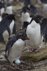 Fototapeta na wymiar Rockhopper Penguin (Eudyptes chrysocome) guarding its egg on the edge of a large colony of penguins on Saunders Island on the Falkland Islands.