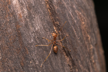 red ant
