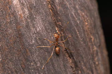 red ant
