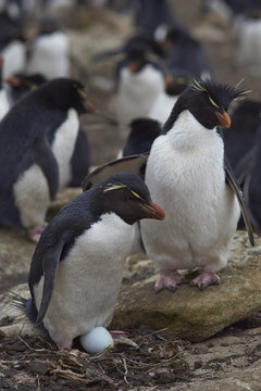 Rockhopper Penguin (Eudyptes chrysocome) guarding its egg on the edge of a large colony of penguins on Saunders Island on the Falkland Islands.