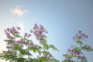 Obraz na płótnie Canvas Fully Bloomed Pink Dahlia Imperialis at Garden in November