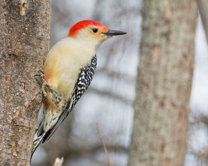 Red-bellied Woodpecker Perched