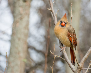 Female Northern Cardinal