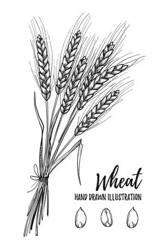  Hand drawn vector illustration - Wheat. Tribal design elements.