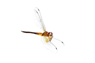 Dead dragonfly on white background