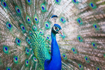 Naklejka premium Splendid peacock with feathers out (Pavo cristatus) 