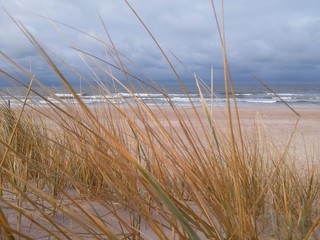 Rushes in the beach