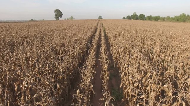 Aerial view : Flying aerial view of corn field. uhd 4k 3840x2160.
