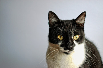 Tuxedo cat on a gray background