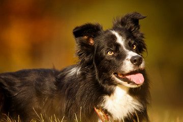 Border Collie