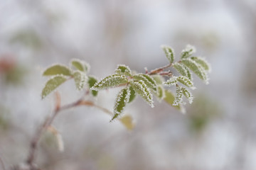 rosehip leaves in cold
