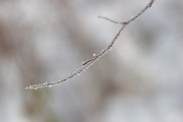 tree in snow