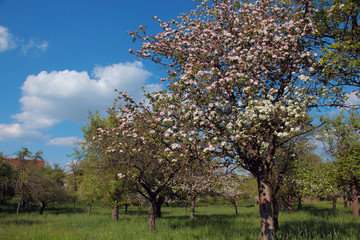 Fototapeta premium Streuobstwiese im Frühling.5