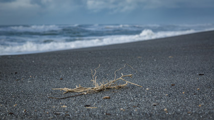 Shoreline Beach Scene from Northern California