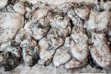 Raw cuttlefish squid for sale at the fish shop.