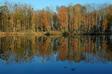 Obraz premium Teichlandschaft im Herbst.1