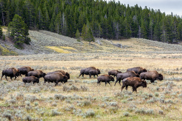American Bison (Bison bison) Roaming in Yeloowstone