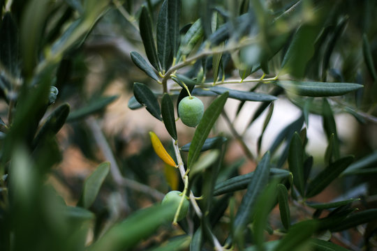 Organic olive tree in Ivan Dolac, Hvar island - Croatia