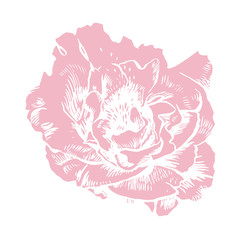 Hand-drawing peonies. Vector graphic flowers. Decorative background for cards, invitations. Template greeting card.