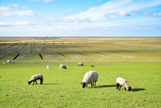 Salzwiesen in Schleswig-Holstein