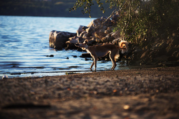 Young saluki (persian greyhound) playing be the sea